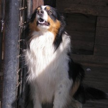 Byli jsme se podívat na domácí zvířátka