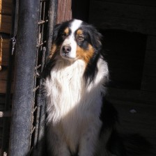 Byli jsme se podívat na domácí zvířátka