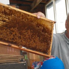 Díváme se na včelky a jak se vyrábí med