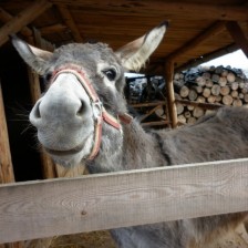 Domácí zvířata a jejich mláďata