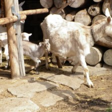 Domácí zvířata a jejich mláďata