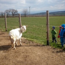 Domácí zvířata a jejich mláďata