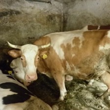 Na farmě v Olbramicích