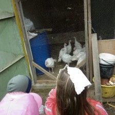 Na farmě v Olbramicích