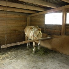 Na farmě v Olbramicích