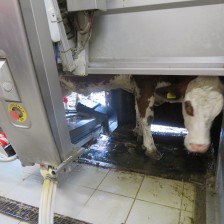 Návštěva na  &quot;Zlaté farmě&quot; ve Štětovicích.