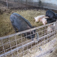 Návštěva na  &quot;Zlaté farmě&quot; ve Štětovicích.
