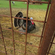 Návštěva na  &quot;Zlaté farmě&quot; ve Štětovicích.