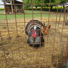 Návštěva na  &quot;Zlaté farmě&quot; ve Štětovicích.