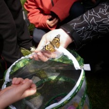 Sledujeme přeměnu housenky v motýla
