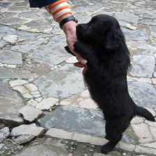 U štěňátka