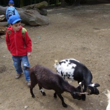 Výlet do ZOO na Kopečku u Olomouce