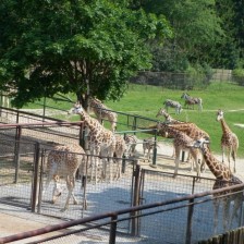 Výlet do ZOO na Kopečku u Olomouce