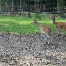 Výlet do ZOO na Kopečku u Olomouce