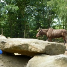 Výlet do ZOO na Kopečku u Olomouce