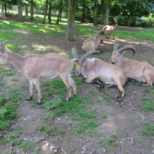 Výlet do ZOO na Kopečku u Olomouce.