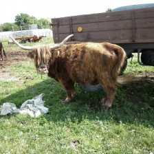 Výlet na farmu, návštěva indiánské hospody ve Vojtěchově
