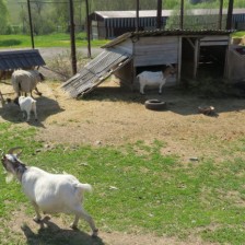 Výlet na farmu v Horních Loděnicích