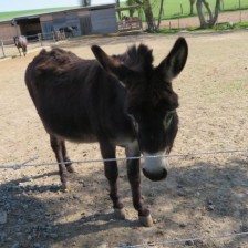 Výlet na farmu v Horních Loděnicích