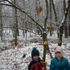 Zdobíme stromeček pro zvířátka